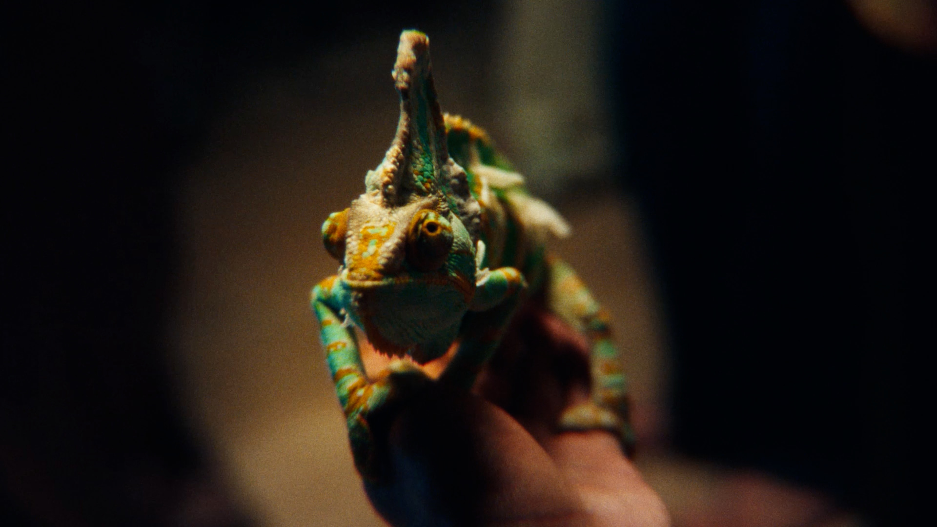 alkorefleksen-sebastian-lopez-chameleon